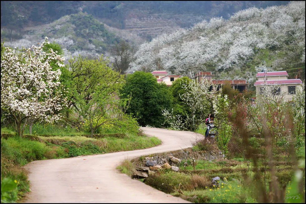 【春天,广西桂林灌阳县向您发出邀请!】我们在灌阳看梨花 - 游山玩水 - 宜昌生活社区 - 宜昌28生活网 yc.28life.com