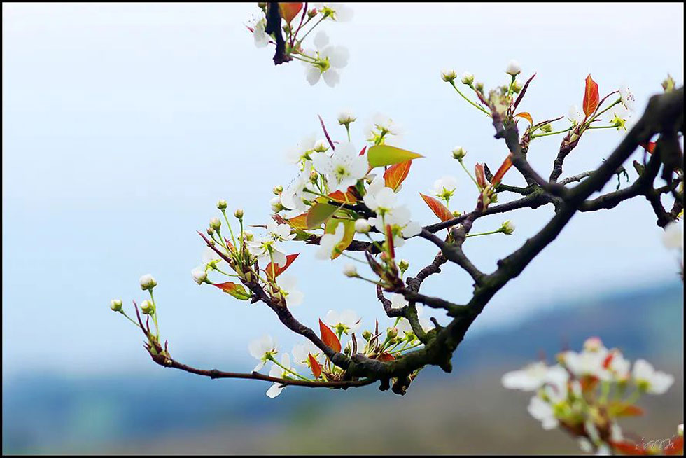 【春天,广西桂林灌阳县向您发出邀请!】我们在灌阳看梨花 - 游山玩水 - 宜昌生活社区 - 宜昌28生活网 yc.28life.com