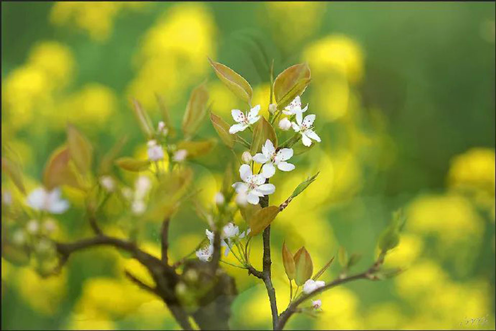 【春天,广西桂林灌阳县向您发出邀请!】我们在灌阳看梨花 - 游山玩水 - 宜昌生活社区 - 宜昌28生活网 yc.28life.com