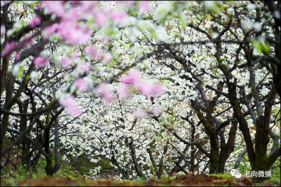 【春天,广西桂林灌阳县向您发出邀请!】我们在灌阳看梨花 - 游山玩水 - 宜昌生活社区 - 宜昌28生活网 yc.28life.com