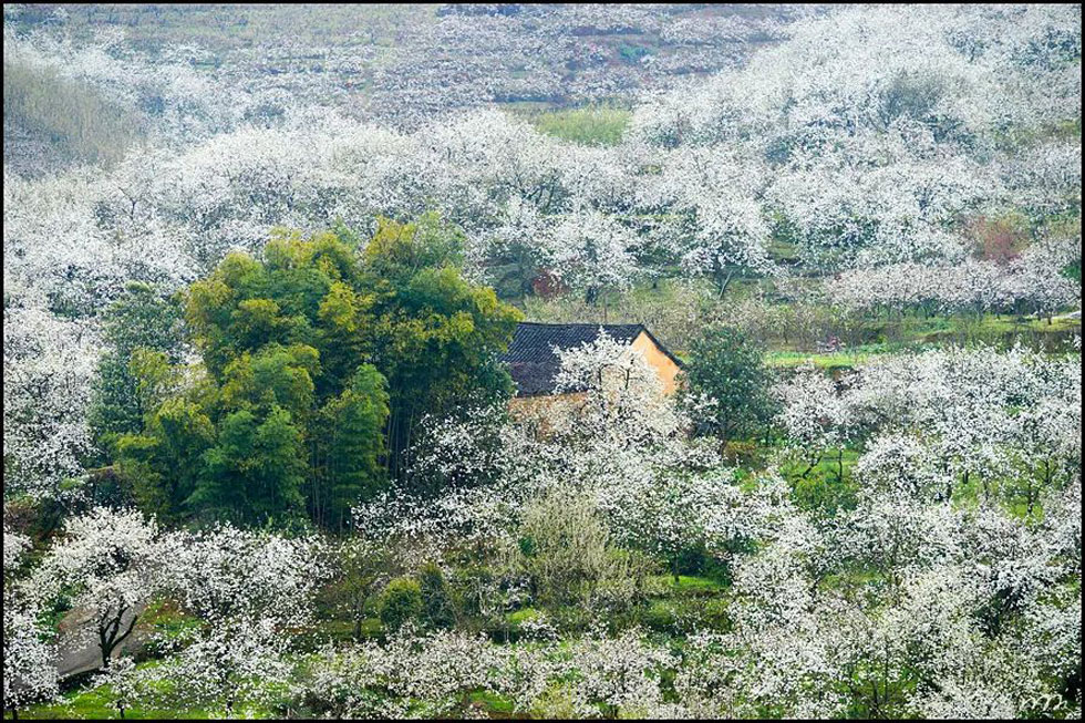 【春天,广西桂林灌阳县向您发出邀请!】我们在灌阳看梨花 - 游山玩水 - 宜昌生活社区 - 宜昌28生活网 yc.28life.com