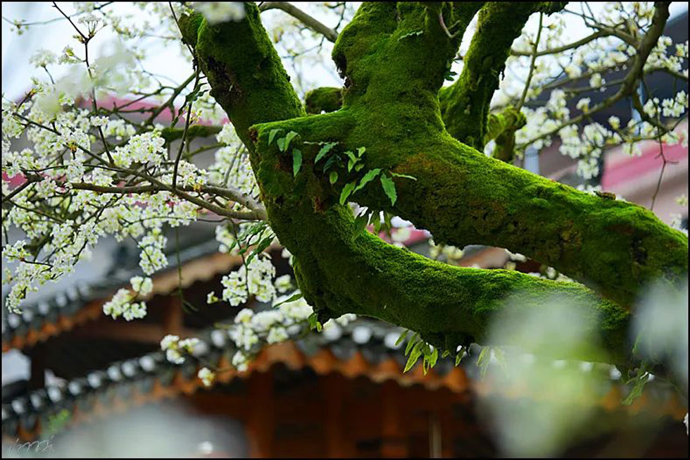 【春天,广西桂林灌阳县向您发出邀请!】我们在灌阳看梨花 - 游山玩水 - 宜昌生活社区 - 宜昌28生活网 yc.28life.com