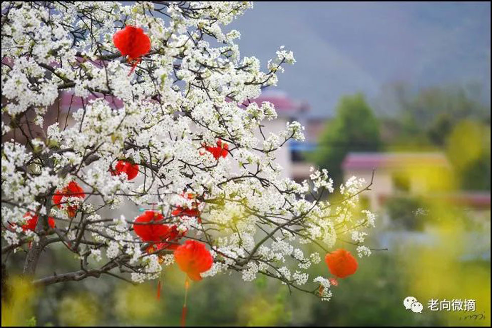 【春天,广西桂林灌阳县向您发出邀请!】我们在灌阳看梨花 - 游山玩水 - 宜昌生活社区 - 宜昌28生活网 yc.28life.com
