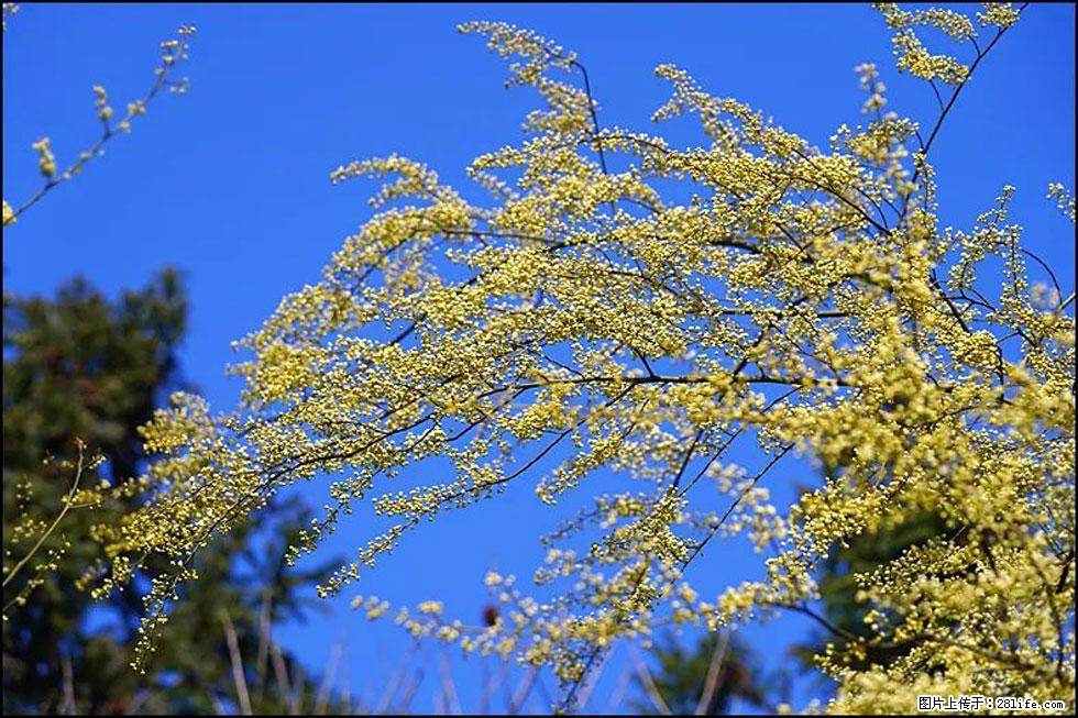 【春天，广西桂林灌阳县向您发出邀请！】米珠山前有片山苍子花在飘香 - 游山玩水 - 宜昌生活社区 - 宜昌28生活网 yc.28life.com