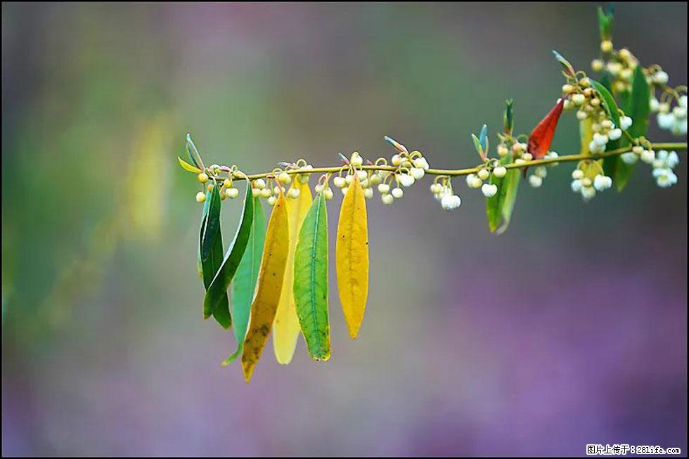 【春天，广西桂林灌阳县向您发出邀请！】米珠山前有片山苍子花在飘香 - 游山玩水 - 宜昌生活社区 - 宜昌28生活网 yc.28life.com