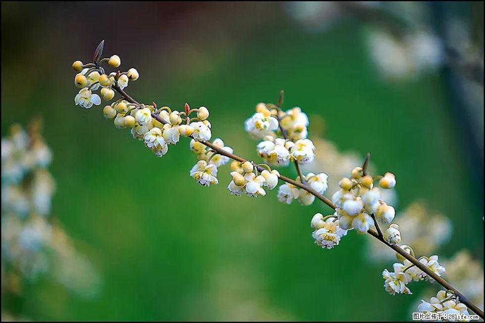 【春天，广西桂林灌阳县向您发出邀请！】米珠山前有片山苍子花在飘香 - 游山玩水 - 宜昌生活社区 - 宜昌28生活网 yc.28life.com