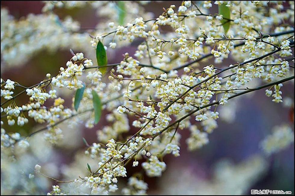 【春天，广西桂林灌阳县向您发出邀请！】米珠山前有片山苍子花在飘香 - 游山玩水 - 宜昌生活社区 - 宜昌28生活网 yc.28life.com