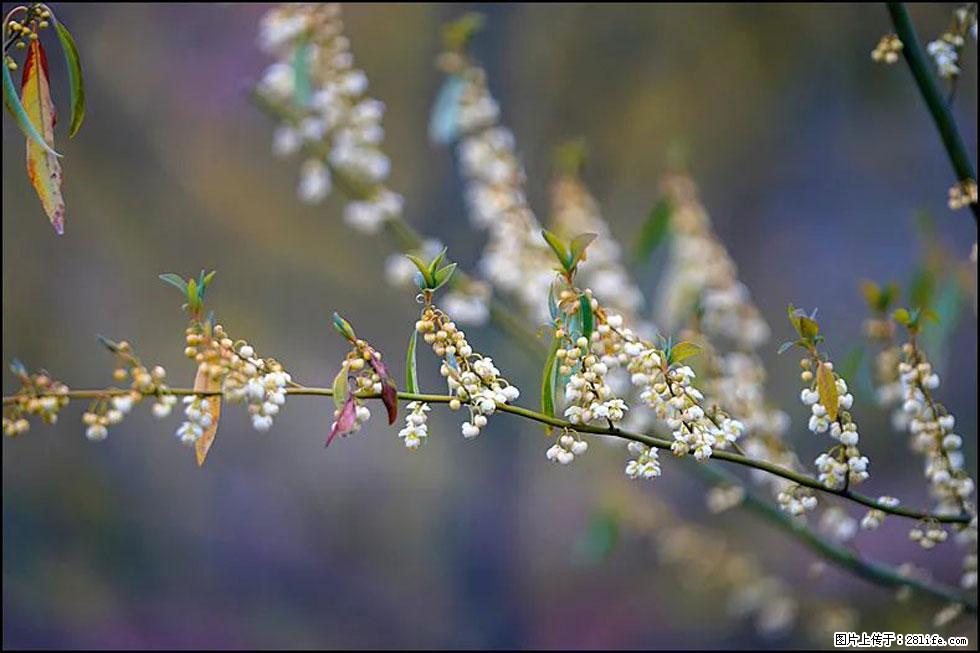 【春天，广西桂林灌阳县向您发出邀请！】米珠山前有片山苍子花在飘香 - 游山玩水 - 宜昌生活社区 - 宜昌28生活网 yc.28life.com