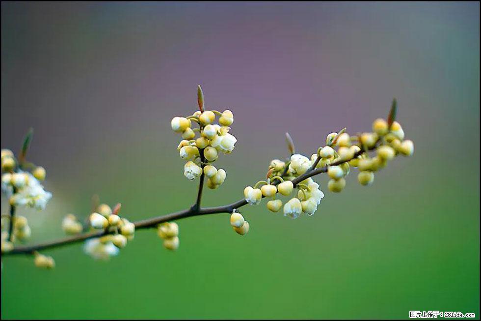 【春天，广西桂林灌阳县向您发出邀请！】米珠山前有片山苍子花在飘香 - 游山玩水 - 宜昌生活社区 - 宜昌28生活网 yc.28life.com