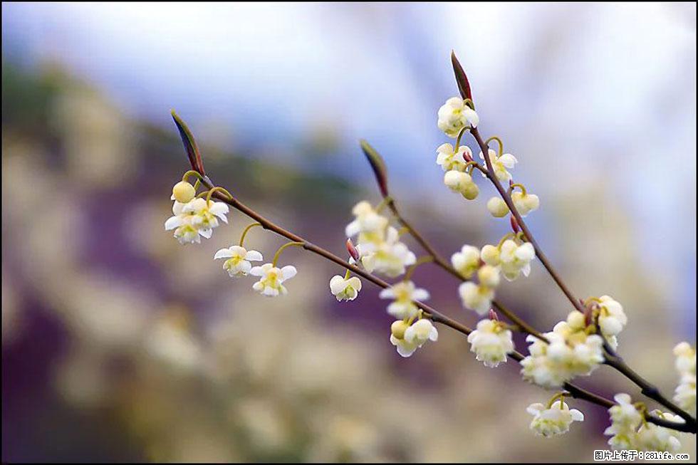 【春天，广西桂林灌阳县向您发出邀请！】米珠山前有片山苍子花在飘香 - 游山玩水 - 宜昌生活社区 - 宜昌28生活网 yc.28life.com