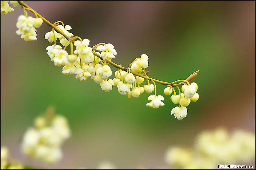 【春天，广西桂林灌阳县向您发出邀请！】米珠山前有片山苍子花在飘香 - 游山玩水 - 宜昌生活社区 - 宜昌28生活网 yc.28life.com