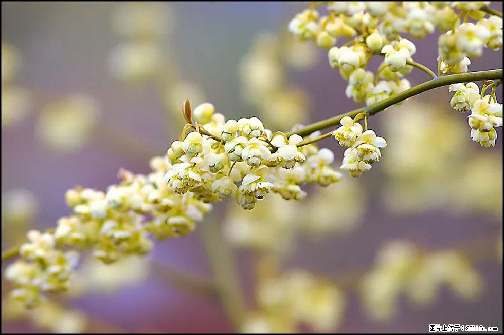 【春天，广西桂林灌阳县向您发出邀请！】米珠山前有片山苍子花在飘香 - 游山玩水 - 宜昌生活社区 - 宜昌28生活网 yc.28life.com
