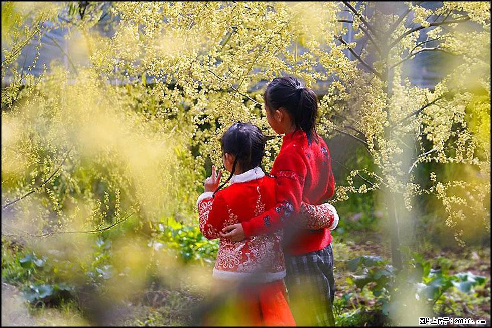 【春天，广西桂林灌阳县向您发出邀请！】米珠山前有片山苍子花在飘香 - 游山玩水 - 宜昌生活社区 - 宜昌28生活网 yc.28life.com