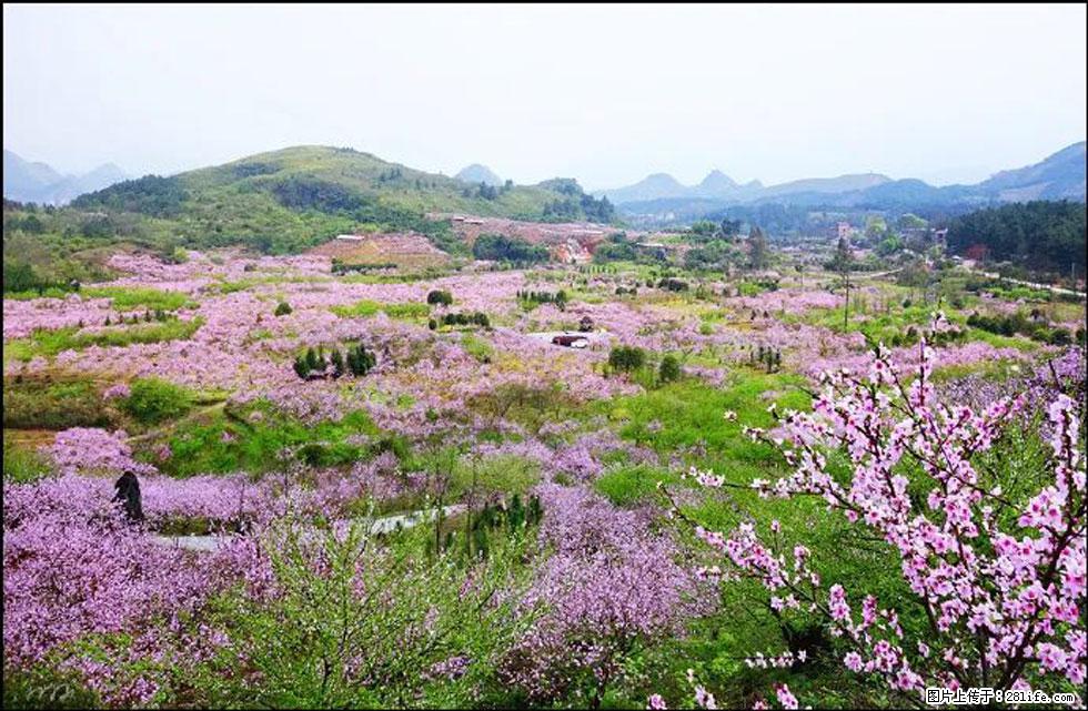 【春天,广西桂林灌阳县向您发出邀请!】官庄村有个醉美的桃花园 - 游山玩水 - 宜昌生活社区 - 宜昌28生活网 yc.28life.com
