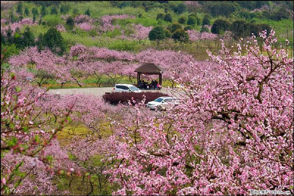【春天,广西桂林灌阳县向您发出邀请!】官庄村有个醉美的桃花园 - 游山玩水 - 宜昌生活社区 - 宜昌28生活网 yc.28life.com