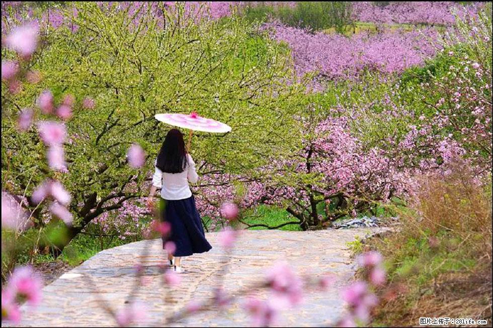 【春天,广西桂林灌阳县向您发出邀请!】官庄村有个醉美的桃花园 - 游山玩水 - 宜昌生活社区 - 宜昌28生活网 yc.28life.com