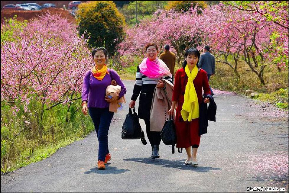 【春天,广西桂林灌阳县向您发出邀请!】官庄村有个醉美的桃花园 - 游山玩水 - 宜昌生活社区 - 宜昌28生活网 yc.28life.com