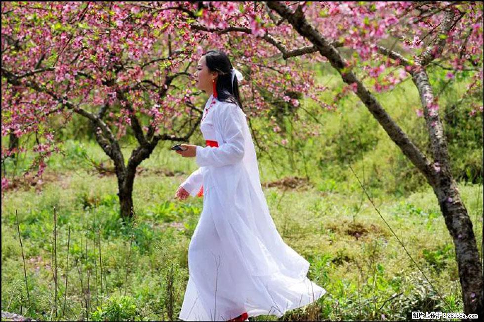 【春天,广西桂林灌阳县向您发出邀请!】官庄村有个醉美的桃花园 - 游山玩水 - 宜昌生活社区 - 宜昌28生活网 yc.28life.com