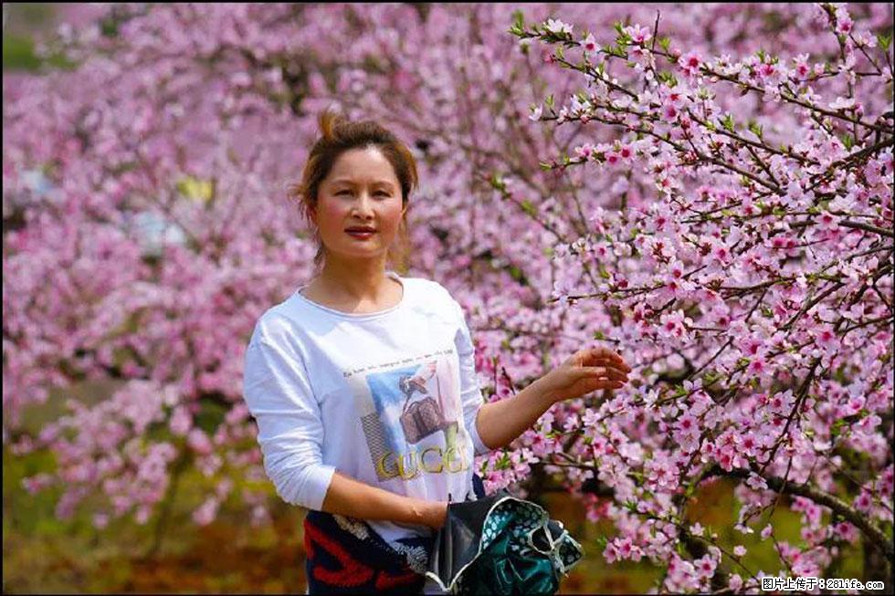 【春天,广西桂林灌阳县向您发出邀请!】官庄村有个醉美的桃花园 - 游山玩水 - 宜昌生活社区 - 宜昌28生活网 yc.28life.com