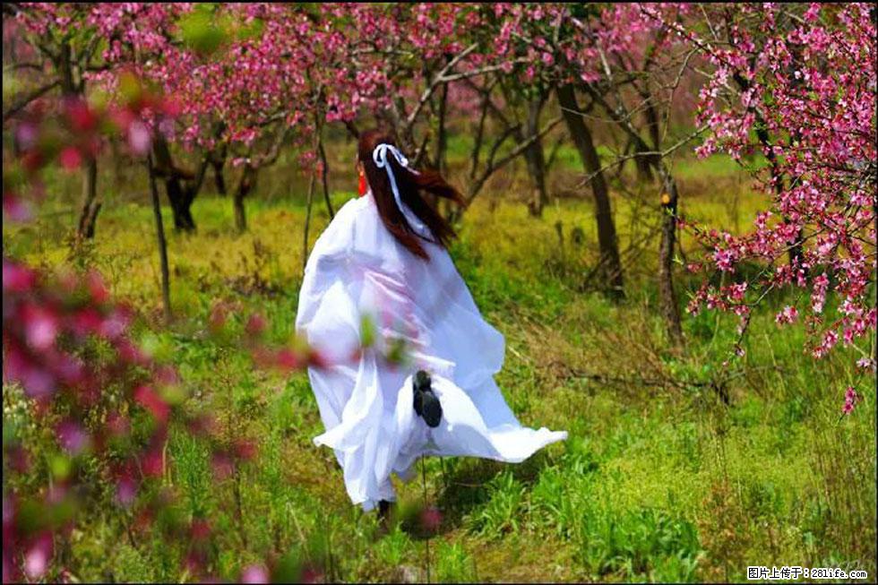 【春天,广西桂林灌阳县向您发出邀请!】官庄村有个醉美的桃花园 - 游山玩水 - 宜昌生活社区 - 宜昌28生活网 yc.28life.com