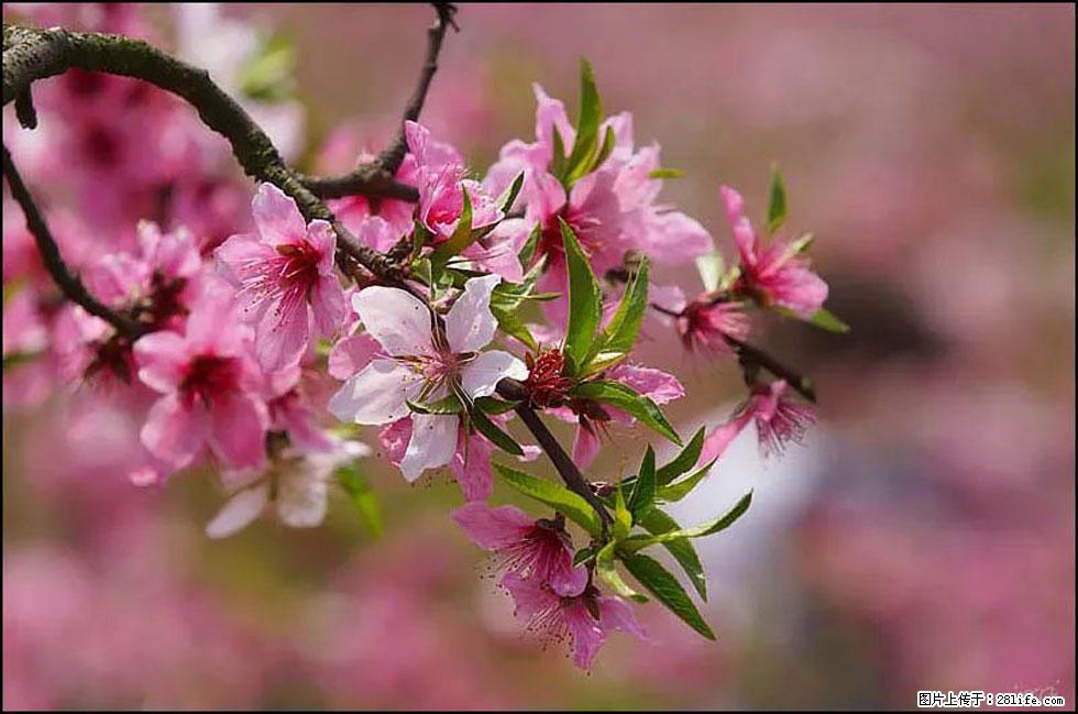 【春天,广西桂林灌阳县向您发出邀请!】官庄村有个醉美的桃花园 - 游山玩水 - 宜昌生活社区 - 宜昌28生活网 yc.28life.com