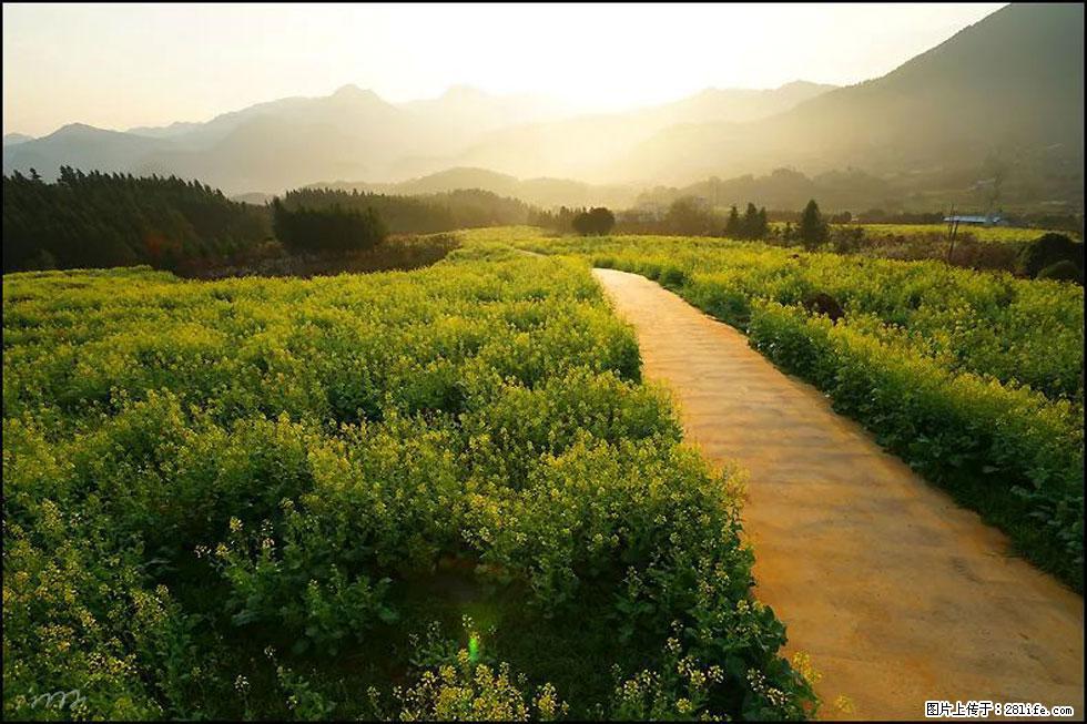 【春天,广西桂林灌阳县向您发出邀请!】长坪村油菜盛情花开 - 游山玩水 - 宜昌生活社区 - 宜昌28生活网 yc.28life.com