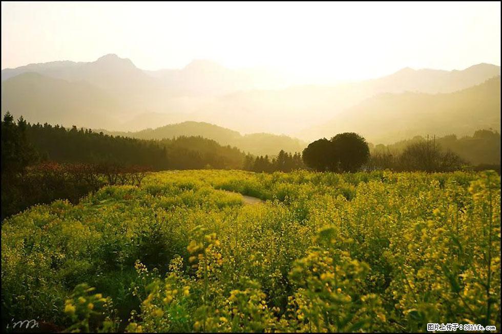 【春天,广西桂林灌阳县向您发出邀请!】长坪村油菜盛情花开 - 游山玩水 - 宜昌生活社区 - 宜昌28生活网 yc.28life.com