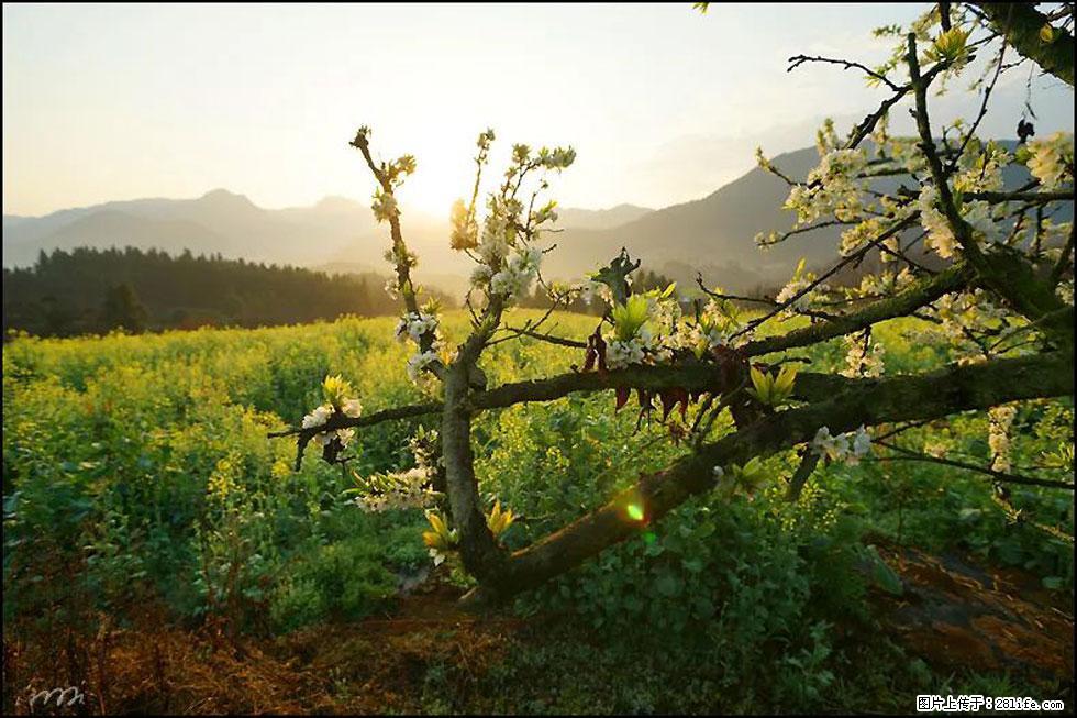 【春天,广西桂林灌阳县向您发出邀请!】长坪村油菜盛情花开 - 游山玩水 - 宜昌生活社区 - 宜昌28生活网 yc.28life.com