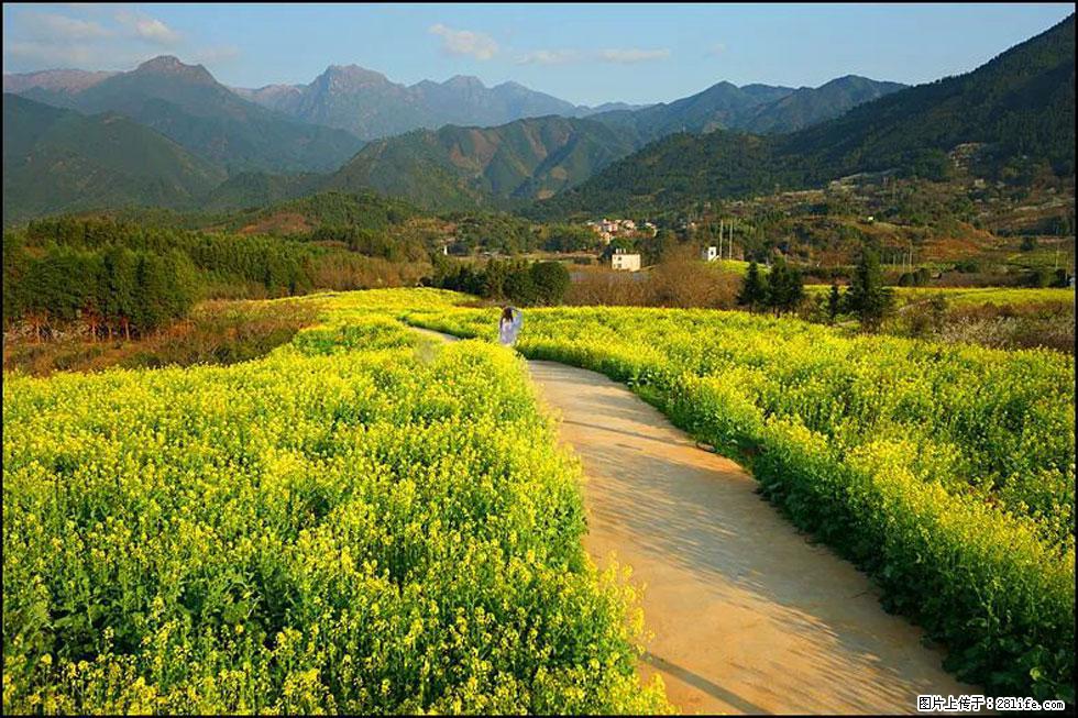 【春天,广西桂林灌阳县向您发出邀请!】长坪村油菜盛情花开 - 游山玩水 - 宜昌生活社区 - 宜昌28生活网 yc.28life.com