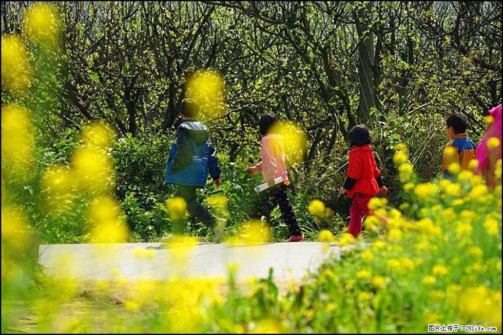 【春天,广西桂林灌阳县向您发出邀请!】长坪村油菜盛情花开 - 游山玩水 - 宜昌生活社区 - 宜昌28生活网 yc.28life.com