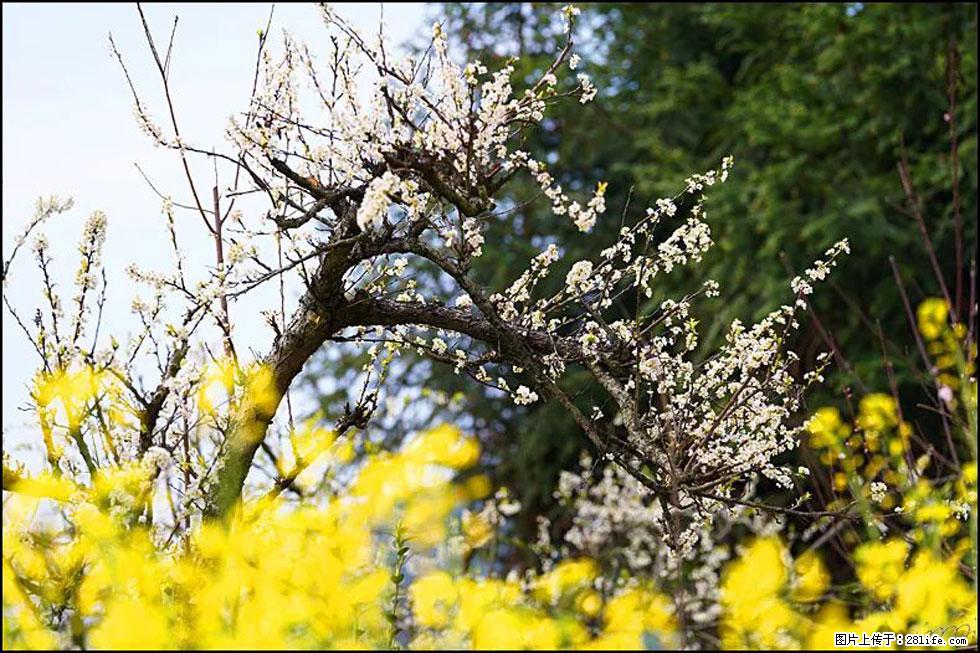 【春天,广西桂林灌阳县向您发出邀请!】长坪村油菜盛情花开 - 游山玩水 - 宜昌生活社区 - 宜昌28生活网 yc.28life.com