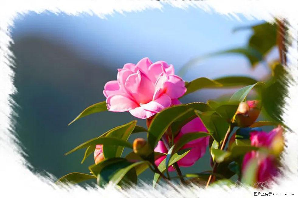 【春天,广西桂林灌阳县向您发出邀请!】杨柳井茶花惹人爱 - 游山玩水 - 宜昌生活社区 - 宜昌28生活网 yc.28life.com