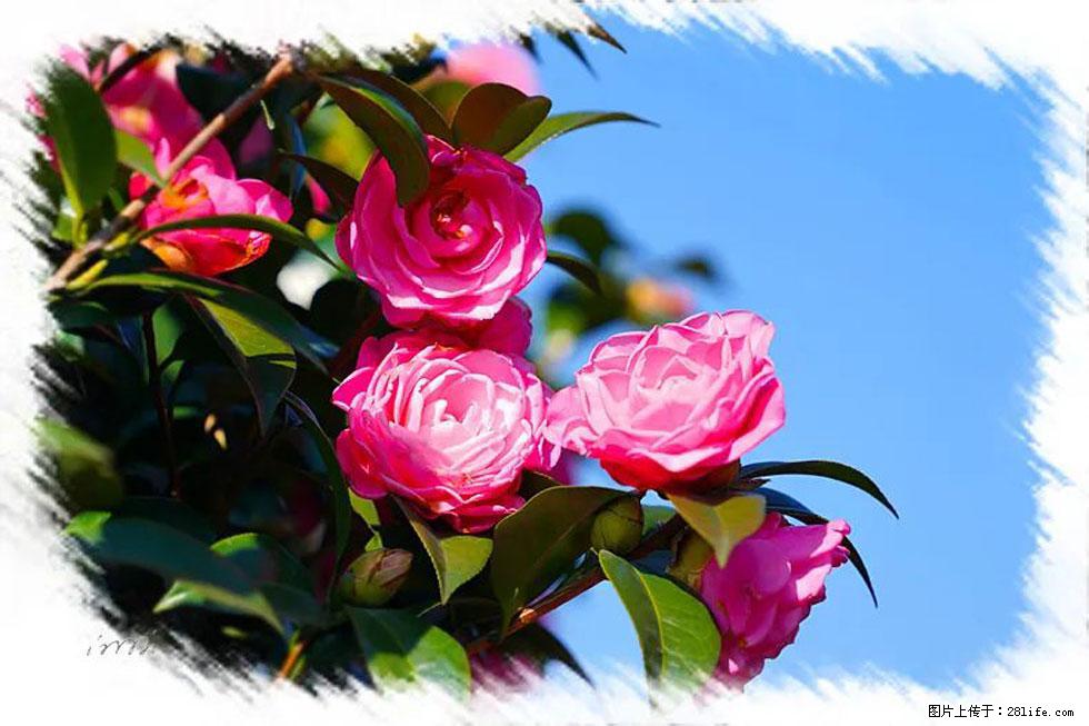 【春天,广西桂林灌阳县向您发出邀请!】杨柳井茶花惹人爱 - 游山玩水 - 宜昌生活社区 - 宜昌28生活网 yc.28life.com