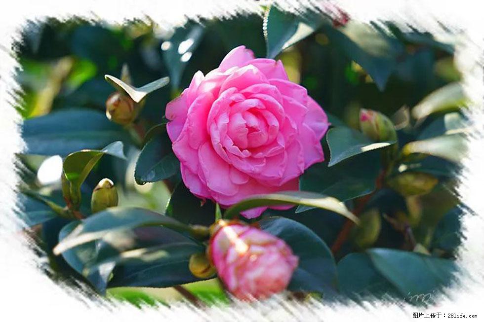 【春天,广西桂林灌阳县向您发出邀请!】杨柳井茶花惹人爱 - 游山玩水 - 宜昌生活社区 - 宜昌28生活网 yc.28life.com