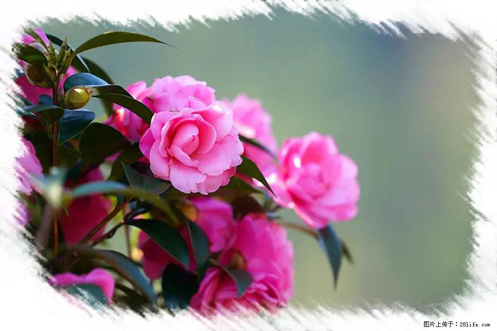 【春天,广西桂林灌阳县向您发出邀请!】杨柳井茶花惹人爱 - 游山玩水 - 宜昌生活社区 - 宜昌28生活网 yc.28life.com