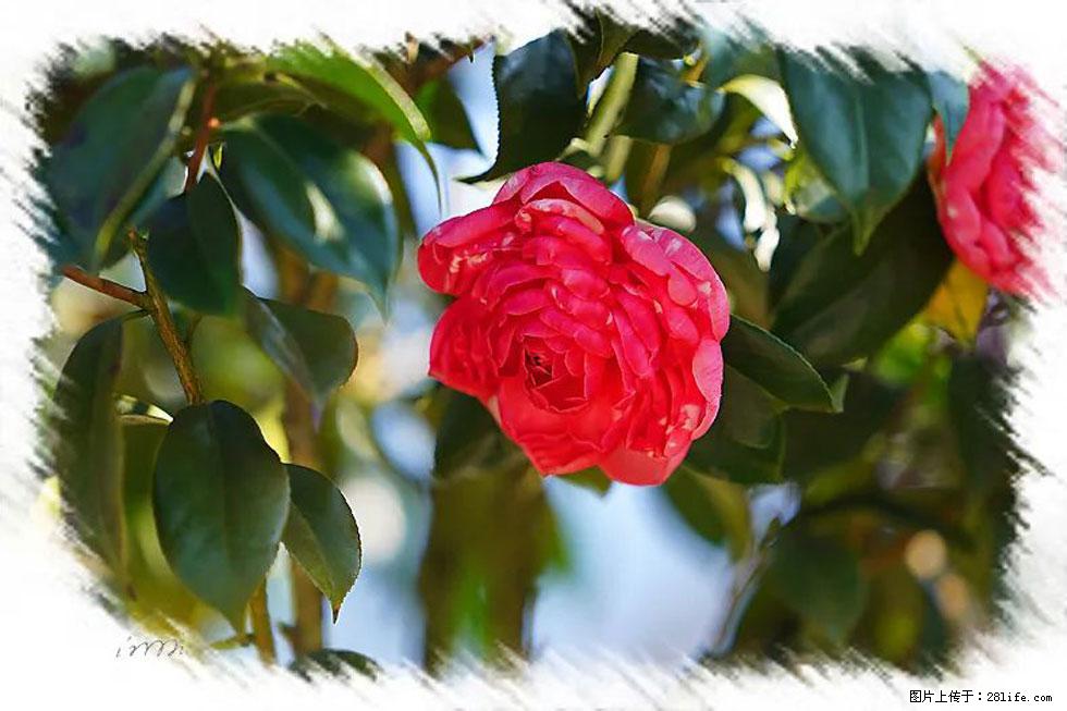 【春天,广西桂林灌阳县向您发出邀请!】杨柳井茶花惹人爱 - 游山玩水 - 宜昌生活社区 - 宜昌28生活网 yc.28life.com