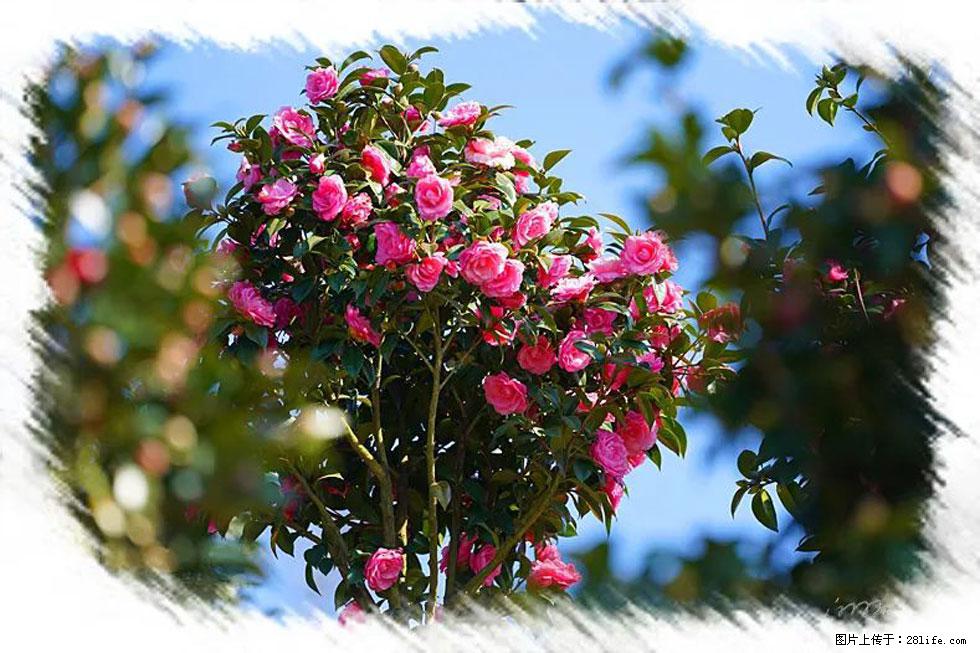 【春天,广西桂林灌阳县向您发出邀请!】杨柳井茶花惹人爱 - 游山玩水 - 宜昌生活社区 - 宜昌28生活网 yc.28life.com