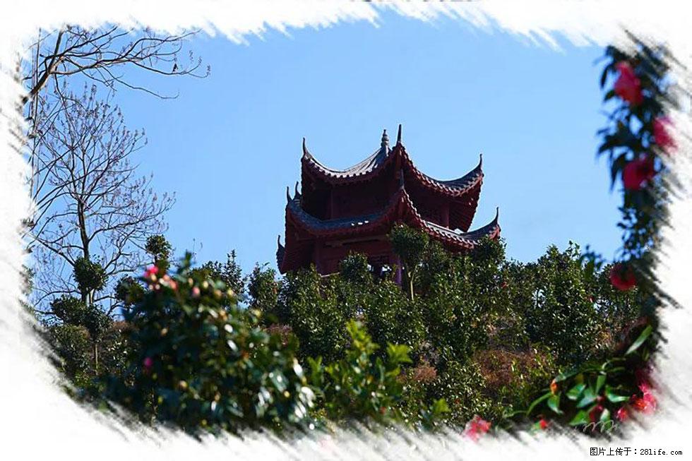 【春天,广西桂林灌阳县向您发出邀请!】杨柳井茶花惹人爱 - 游山玩水 - 宜昌生活社区 - 宜昌28生活网 yc.28life.com