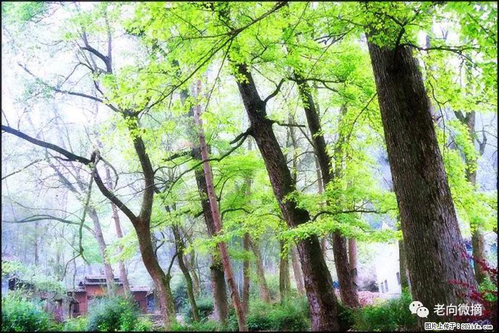 【春天,广西桂林灌阳县向您发出邀请!】在小龙村与春天约会 - 游山玩水 - 宜昌生活社区 - 宜昌28生活网 yc.28life.com