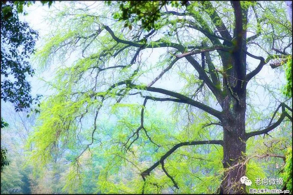 【春天,广西桂林灌阳县向您发出邀请!】在小龙村与春天约会 - 游山玩水 - 宜昌生活社区 - 宜昌28生活网 yc.28life.com