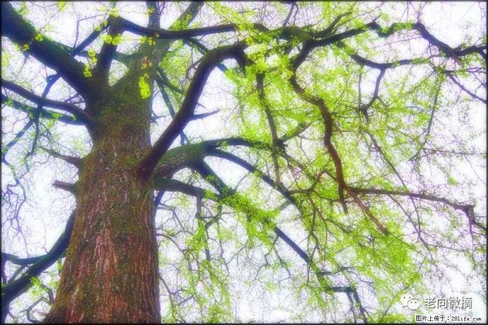 【春天,广西桂林灌阳县向您发出邀请!】在小龙村与春天约会 - 游山玩水 - 宜昌生活社区 - 宜昌28生活网 yc.28life.com