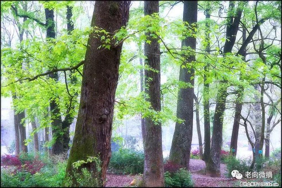 【春天,广西桂林灌阳县向您发出邀请!】在小龙村与春天约会 - 游山玩水 - 宜昌生活社区 - 宜昌28生活网 yc.28life.com