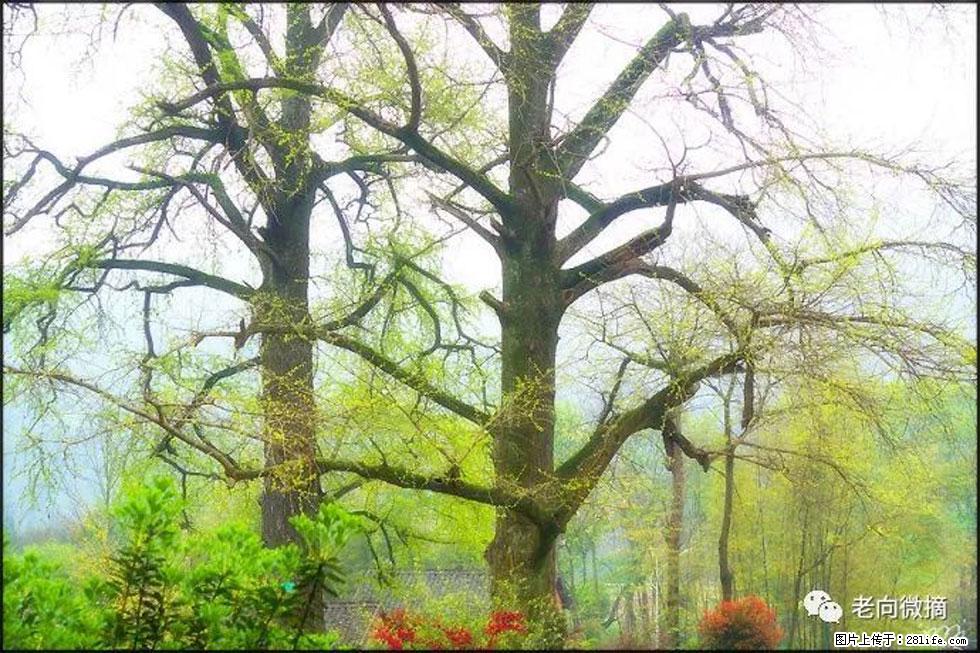 【春天,广西桂林灌阳县向您发出邀请!】在小龙村与春天约会 - 游山玩水 - 宜昌生活社区 - 宜昌28生活网 yc.28life.com