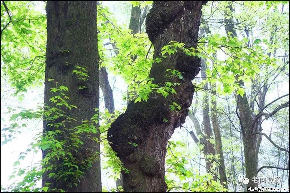 【春天,广西桂林灌阳县向您发出邀请!】在小龙村与春天约会 - 游山玩水 - 宜昌生活社区 - 宜昌28生活网 yc.28life.com