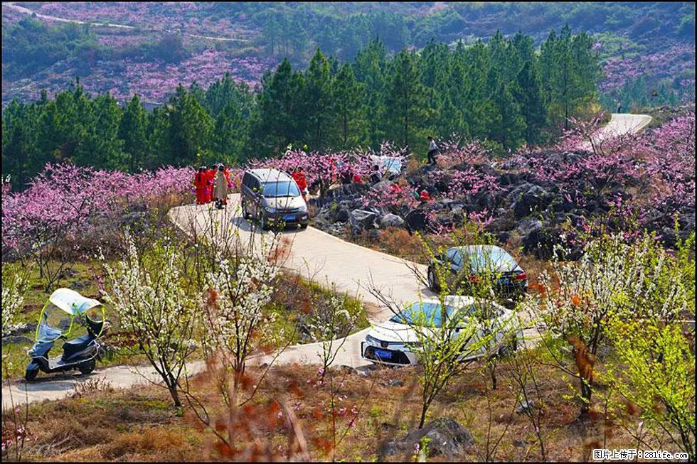【春天,广西桂林灌阳县向您发出邀请!】望月岭上桃花开 - 游山玩水 - 宜昌生活社区 - 宜昌28生活网 yc.28life.com