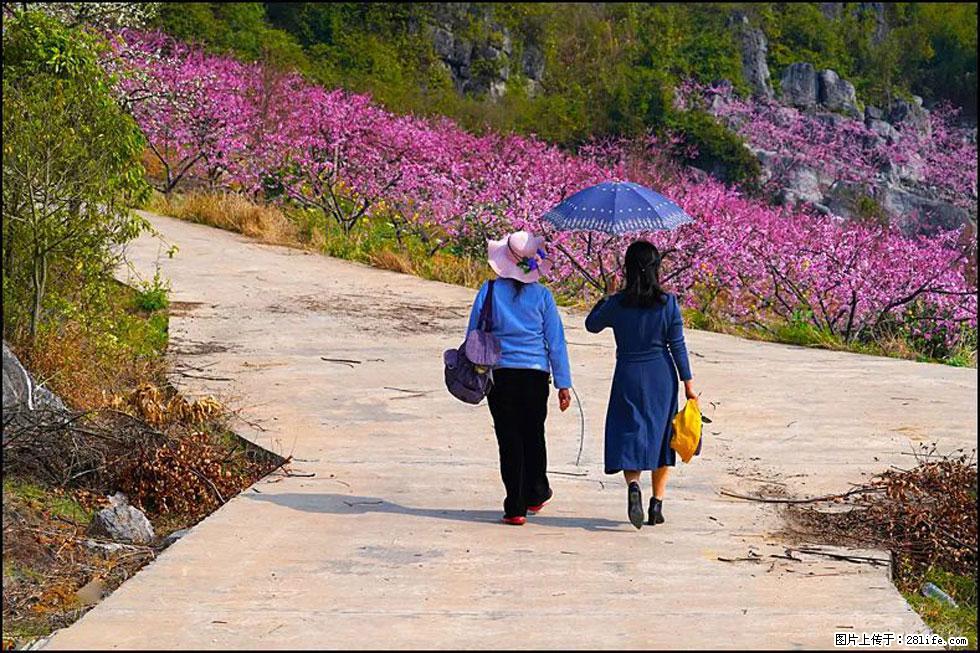 【春天,广西桂林灌阳县向您发出邀请!】望月岭上桃花开 - 游山玩水 - 宜昌生活社区 - 宜昌28生活网 yc.28life.com