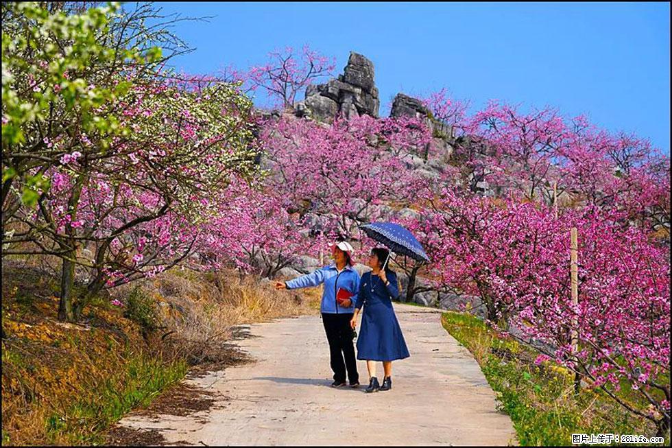 【春天,广西桂林灌阳县向您发出邀请!】望月岭上桃花开 - 游山玩水 - 宜昌生活社区 - 宜昌28生活网 yc.28life.com