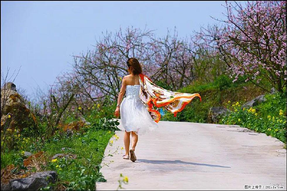 【春天,广西桂林灌阳县向您发出邀请!】望月岭上桃花开 - 游山玩水 - 宜昌生活社区 - 宜昌28生活网 yc.28life.com