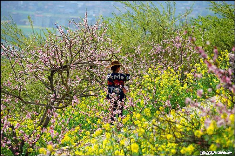 【春天,广西桂林灌阳县向您发出邀请!】望月岭上桃花开 - 游山玩水 - 宜昌生活社区 - 宜昌28生活网 yc.28life.com