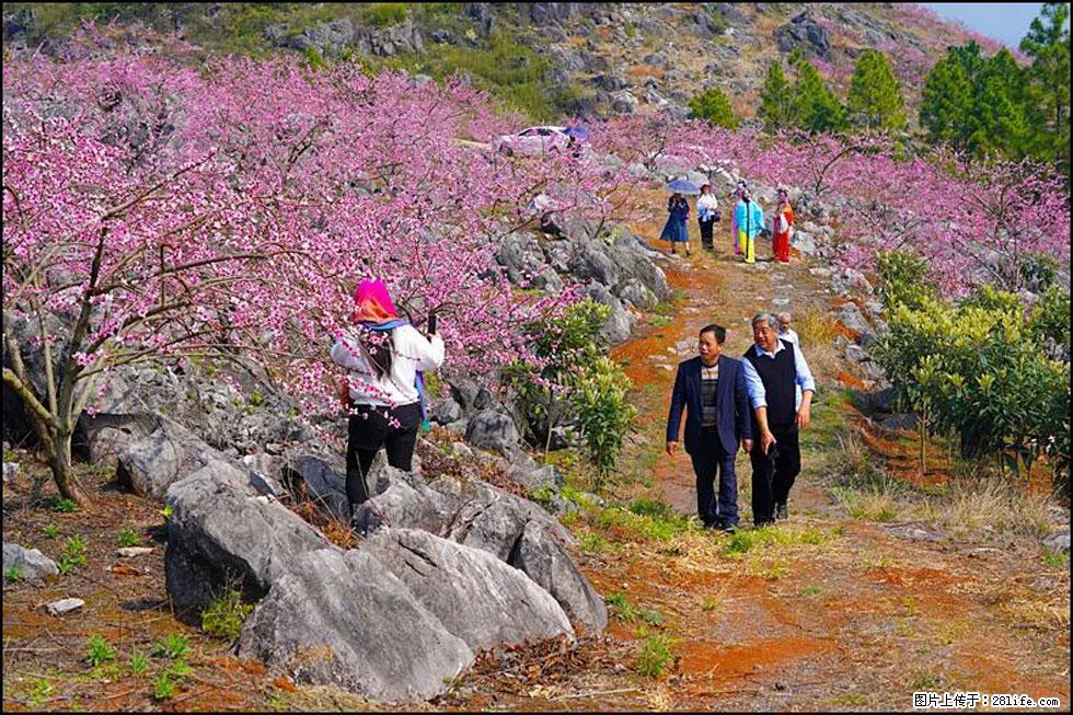 【春天,广西桂林灌阳县向您发出邀请!】望月岭上桃花开 - 游山玩水 - 宜昌生活社区 - 宜昌28生活网 yc.28life.com